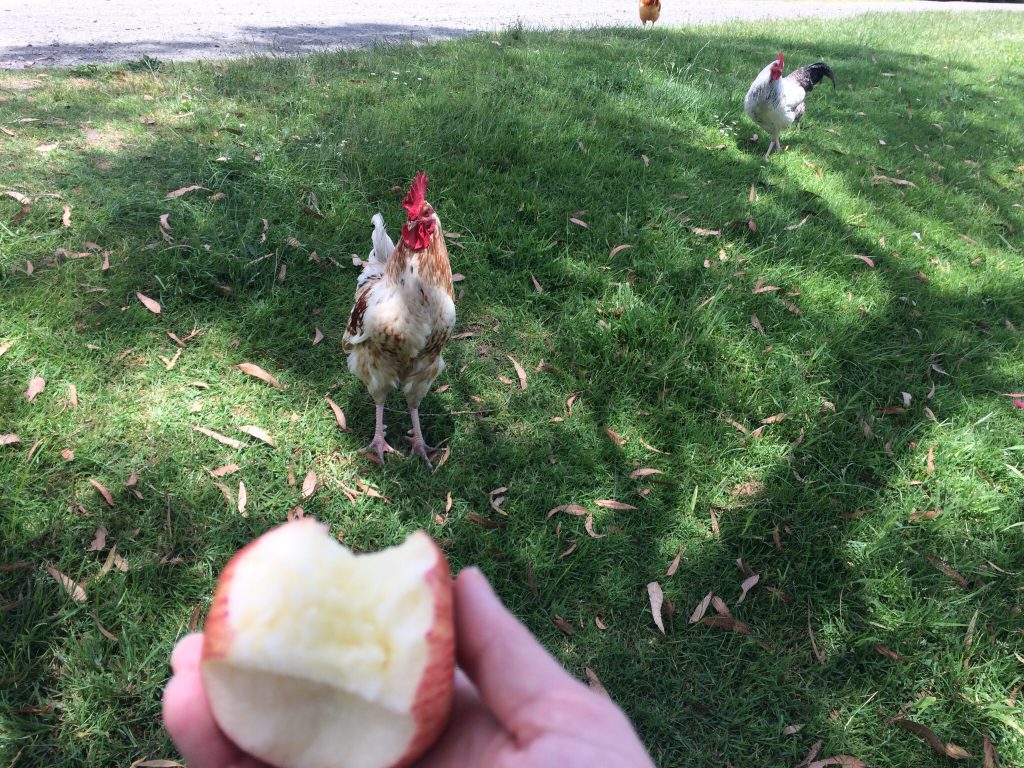 apple_and_rooster